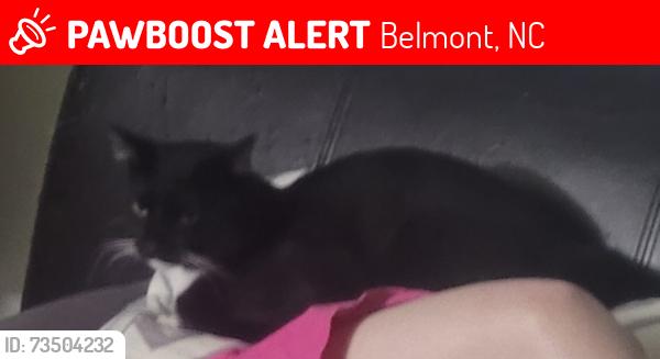 Lost Male Cat last seen Near bell st Belmont nc, Belmont, NC 28012