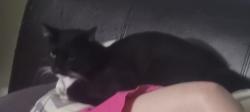 Lost Male Cat last seen Near bell st Belmont nc, Belmont, NC 28012