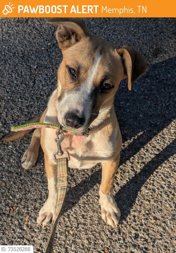 Found/Stray Female Dog last seen Autumn Creek Dr and Cordova Rd, Memphis, TN 38016