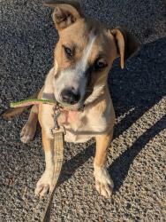 Found/Stray Female Dog last seen Autumn Creek Dr and Cordova Rd, Memphis, TN 38016