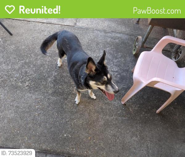 Reunited Female Dog last seen Rue Crozat @ Rue Desiree, Baton Rouge, LA 70810