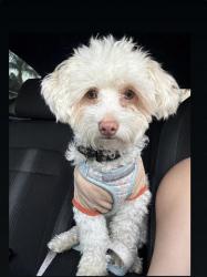 Lost Male Dog last seen Near Hole Ave Riverside, CA 92505 United States, Riverside, CA 92505