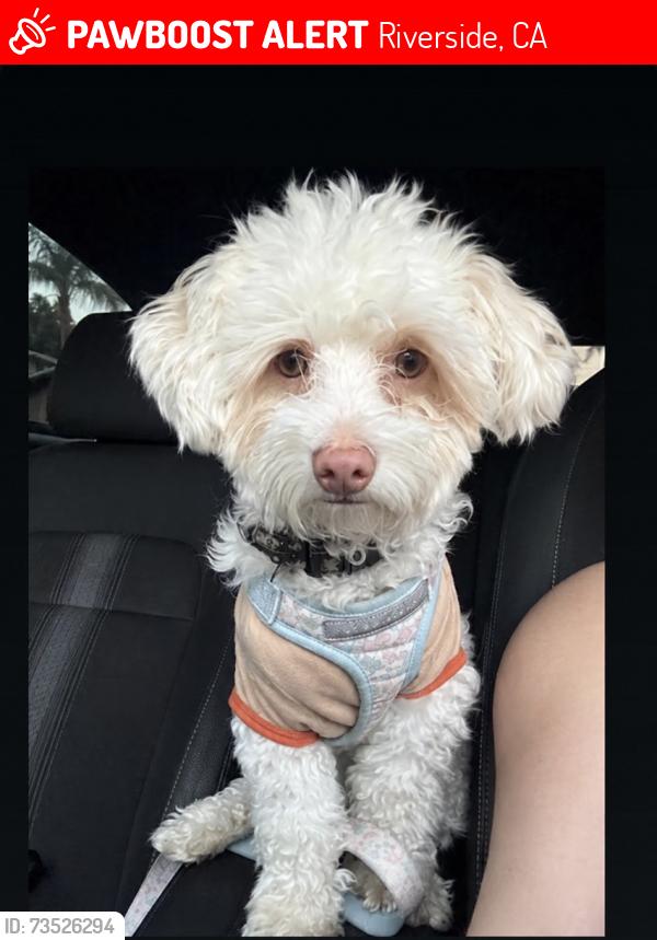 Lost Male Dog last seen Near Hole Ave Riverside, CA 92505 United States, Riverside, CA 92505