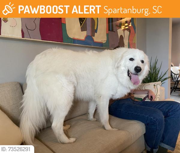 Found/Stray Unknown Dog last seen Talmadge drive and Butler ave, Spartanburg, SC 29307