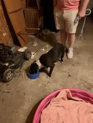 Found/Stray Male Dog last seen Chester Ave between New York St & Michigan St, Indianapolis, IN 46201