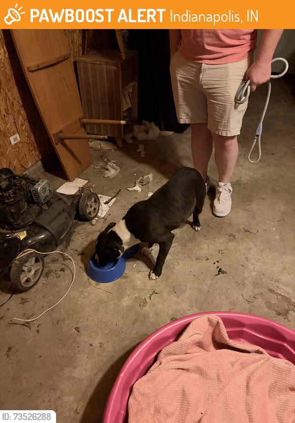 Found/Stray Male Dog last seen Chester Ave between New York St & Michigan St, Indianapolis, IN 46201