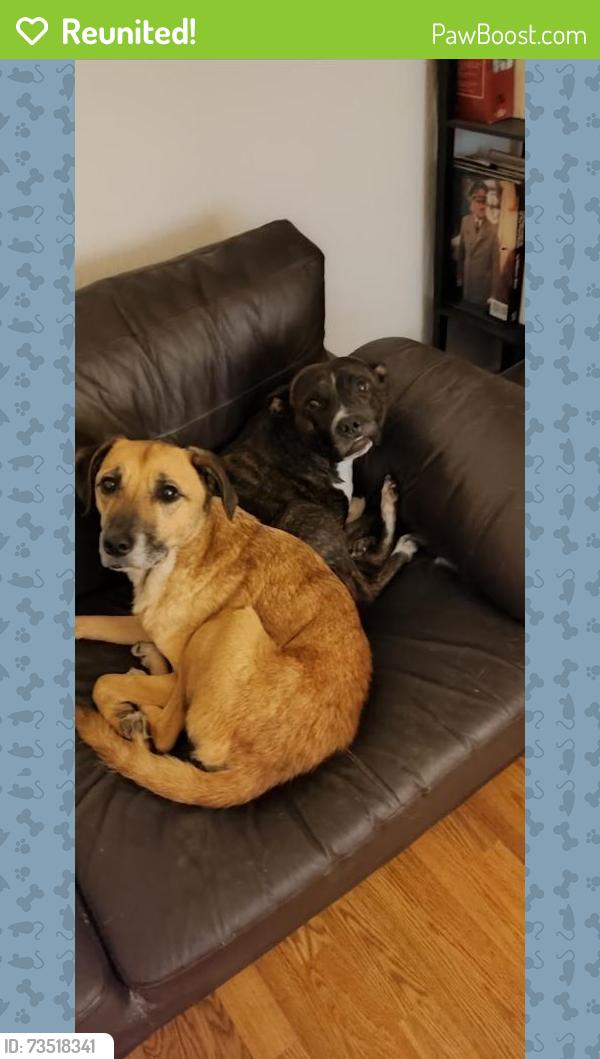 Reunited Male Dog last seen Pilch lane dovecot L14, Merseyside, England 