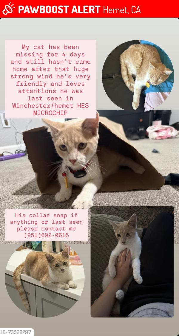 Lost Male Cat last seen Near Simpson Rd, Winchester, CA 92596, Hemet, CA 92545