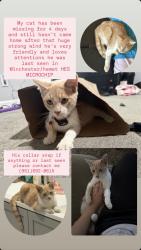 Lost Male Cat last seen Near Simpson Rd, Winchester, CA 92596, Hemet, CA 92545
