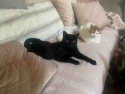 Lost Male Cat last seen Grace road, knighton lane leicester, Leicester, England LE2 8BE