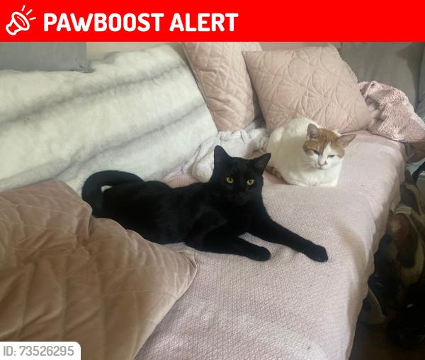 Lost Male Cat last seen Grace road, knighton lane leicester, Leicester, England LE2 8BE
