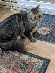 Reunited Female Cat last seen Fairfield Drive, Wilmington, DE, New Castle County, DE 19810