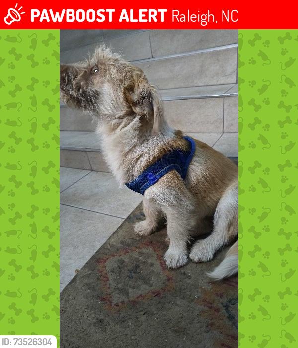 Lost Male Dog last seen Vacounver street, Raleigh, NC 27601