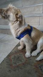 Lost Male Dog last seen Vacounver street, Raleigh, NC 27601