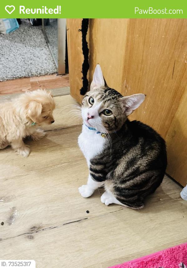 Reunited Male Cat last seen Yettem, Visalia, CA 93292