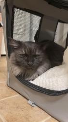 Reunited Unknown Cat last seen Near fifth avenue, Pittsburgh, PA 15232