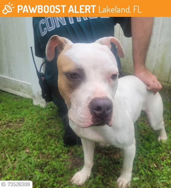 Found/Stray Female Dog last seen Fairlington Dr. and Cleveland Heights Dr, Lakeland, FL 33813