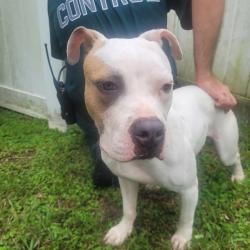 Found/Stray Female Dog last seen Fairlington Dr. and Cleveland Heights Dr, Lakeland, FL 33813