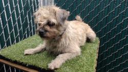 Shelter Stray Female Dog last seen , 11258 Garfield Ave, Downey, CA 90242, USA