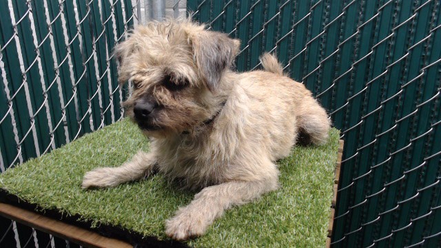 Shelter Stray Female Dog last seen , 11258 Garfield Ave, Downey, CA 90242, USA