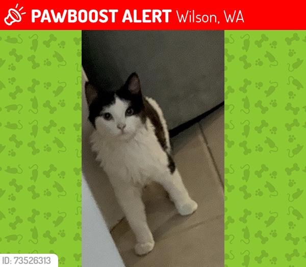 Lost Male Cat last seen Fern road, Wilson, WA 6107