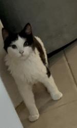 Lost Male Cat last seen Fern road, Wilson, WA 6107