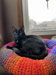 Reunited Male Cat last seen Drayton and Wallington, Hilliard, OH 43026