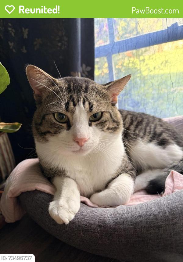 Reunited Male Cat last seen River Crossing Circle, Austin, TX 78741