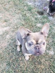 Lost Female Dog last seen Avery Crescent, Newport News, VA 23606