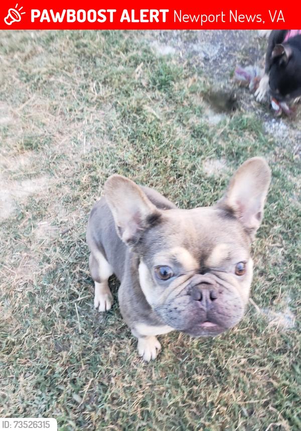Lost Female Dog last seen Avery Crescent, Newport News, VA 23606