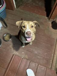 Lost Female Dog last seen Padgett switch n Deakle, Irvington, AL 36544