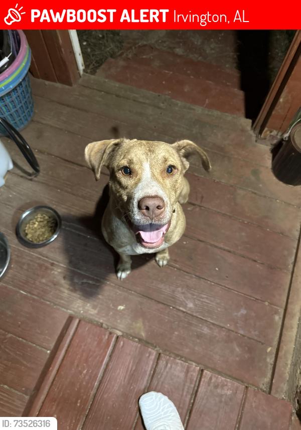 Lost Female Dog last seen Padgett switch n Deakle, Irvington, AL 36544