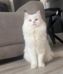 Lost Male Cat last seen Main Street, Pawtucket, RI 02860