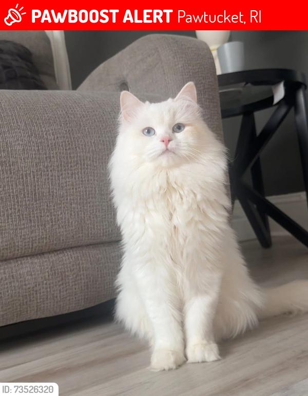 Lost Male Cat last seen Main Street, Pawtucket, RI 02860
