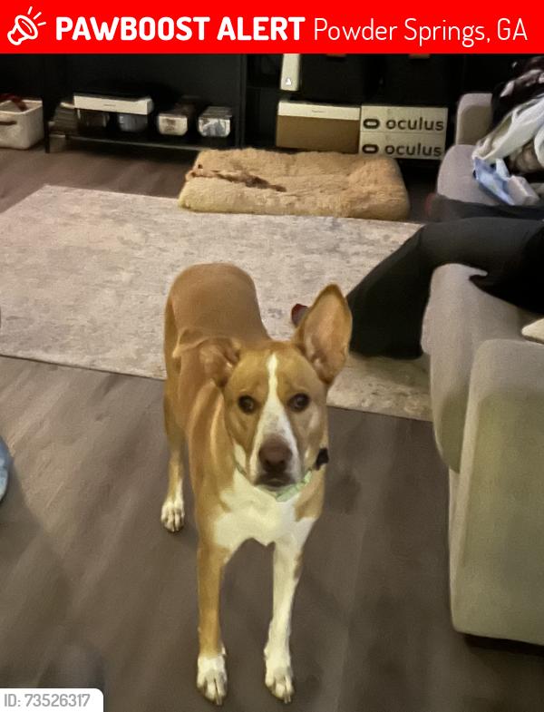 Lost Female Dog last seen Brownsville Rd. and Mann St., Powder Springs, GA 30127