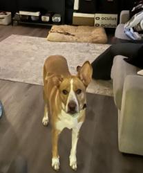 Lost Female Dog last seen Brownsville Rd. and Mann St., Powder Springs, GA 30127