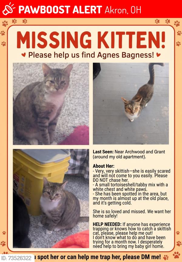 Lost Female Cat last seen Arch wood and grant, Akron, OH 44301