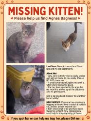 Lost Female Cat last seen Arch wood and grant, Akron, OH 44301
