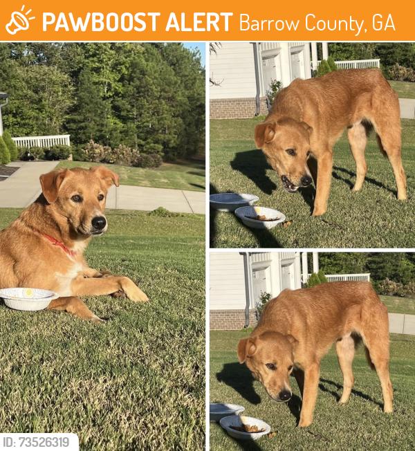 Found/Stray Male Dog last seen The Springs of Chateau subdivision - Freeman Johnson Rd - Champagne Lane, Barrow County, GA 30548