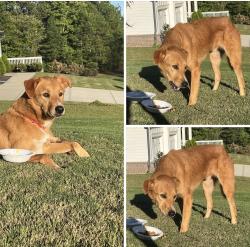 Found/Stray Male Dog last seen The Springs of Chateau subdivision - Freeman Johnson Rd - Champagne Lane, Barrow County, GA 30548