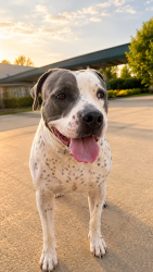 Reunited Female Dog last seen Near Gregory Dr Tampa fl 33617, Tampa, FL 33613