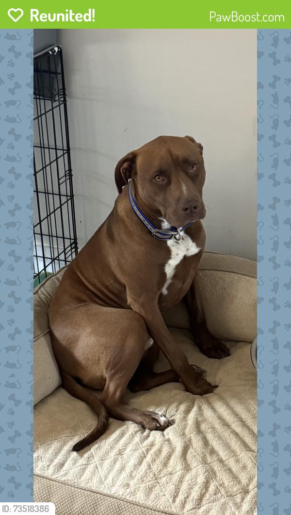 Reunited Male Dog last seen Mission ridge road, Rossville, GA 30741