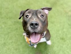 Shelter Stray Male Dog last seen Near Hunts Point Avenue, BRONX, NY, 10459, 326 E 110th St, New York, NY 10029, USA