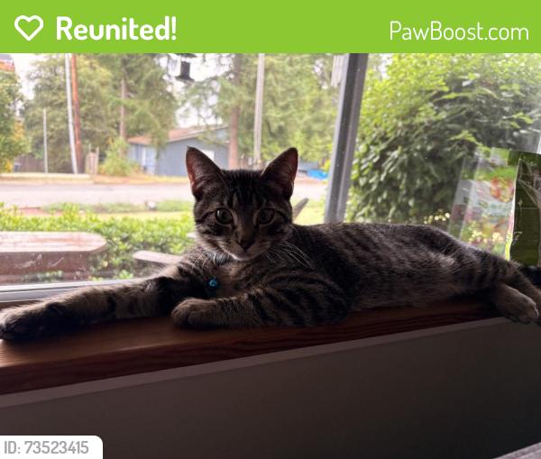 Reunited Male Cat last seen Near 151st Ave NE, Redmond, WA 98052, USA, Redmond, WA 98052