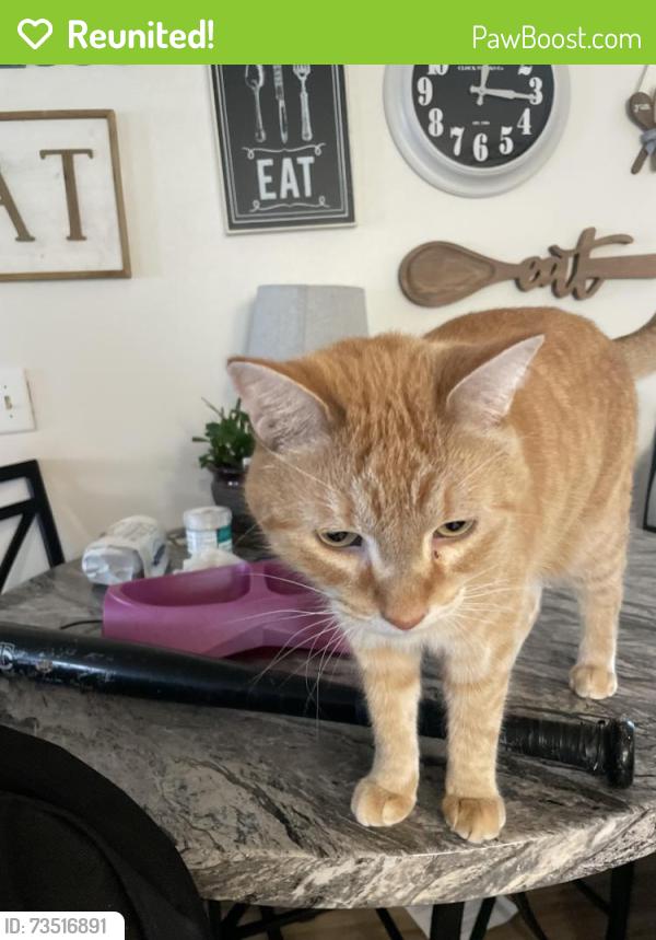 Reunited Male Cat last seen Cochrane dr, Woodbury, MN 55125