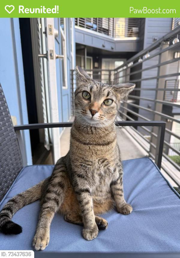 Reunited Female Cat last seen Mallard Glenn and tiger ln, Charlotte, NC 28262