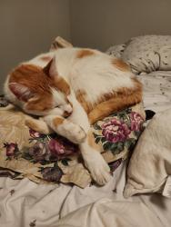 Reunited Male Cat last seen 43rd and noland, Independence, MO 64055