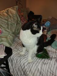 Lost Male Cat last seen Stonecroft apmts, Hagerstown, MD 21742