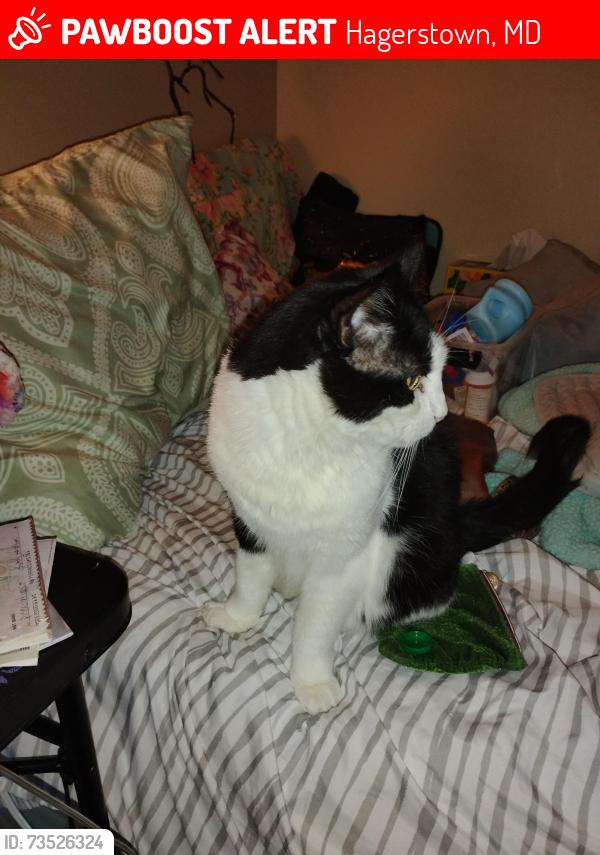 Lost Male Cat last seen Stonecroft apmts, Hagerstown, MD 21742