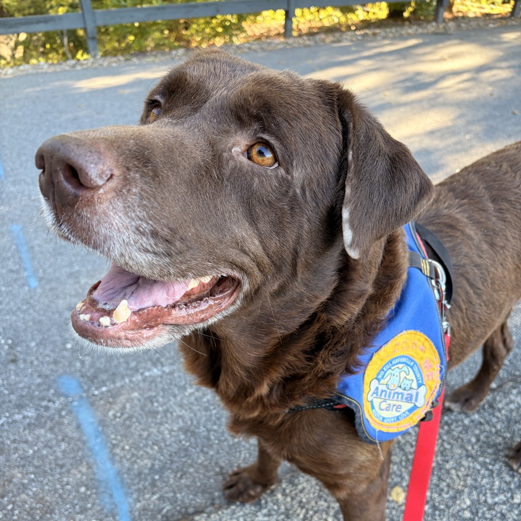 Shelter Stray Male Dog last seen , 328 Furman Hall Rd, Greenville, SC 29609, USA